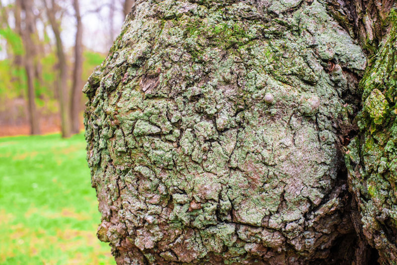 Burl Wood