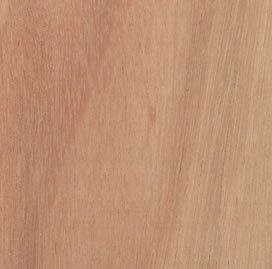 eucalyptus-500.jpg