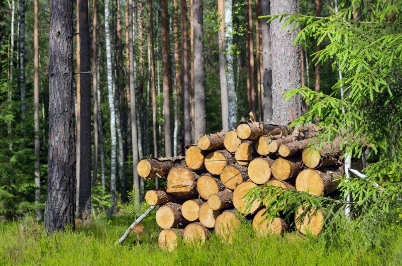 the reasons for using sustainable wood